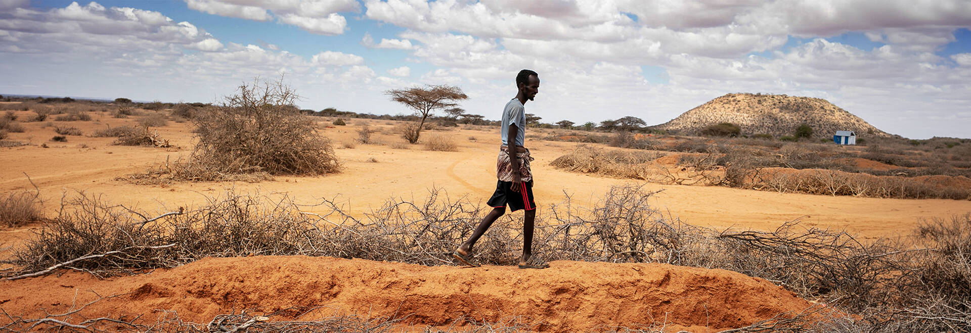 Elmi Ahmed Wasuge, 34 years old, walks around his drought-stricken farm in Sariirale village, Beletweyne, Hirshabelle state  ©FAO