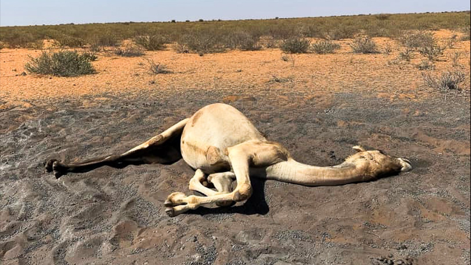 Climate change has severely displaced farmers and pastoralists after prolonged droughts wiped out their livestock.