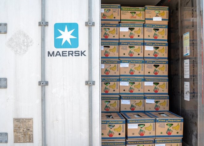 Somalia exports exports Bananas to Saudi Arabia. Photo: Hiiraan Online